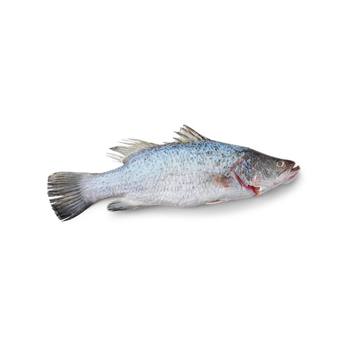 Baby Barramundi Whole 350g - 500g product image