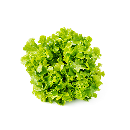 Lettuce Oakleaf Green product image