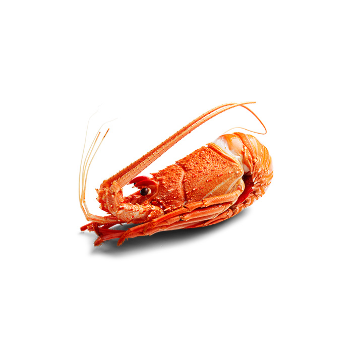 Cooked West Australian Rock Lobster 450g - 600g product image