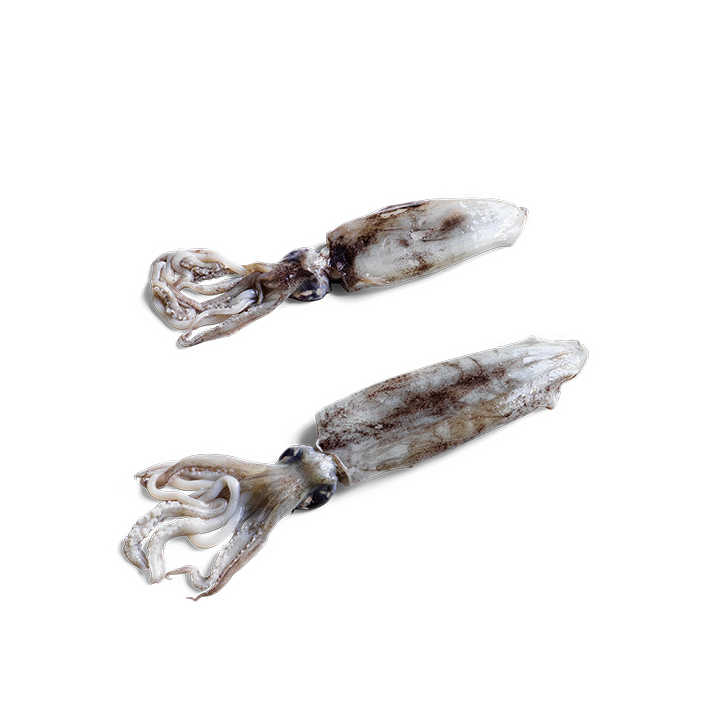 Southern Calamari Squid 1kg - 1.3kg product image