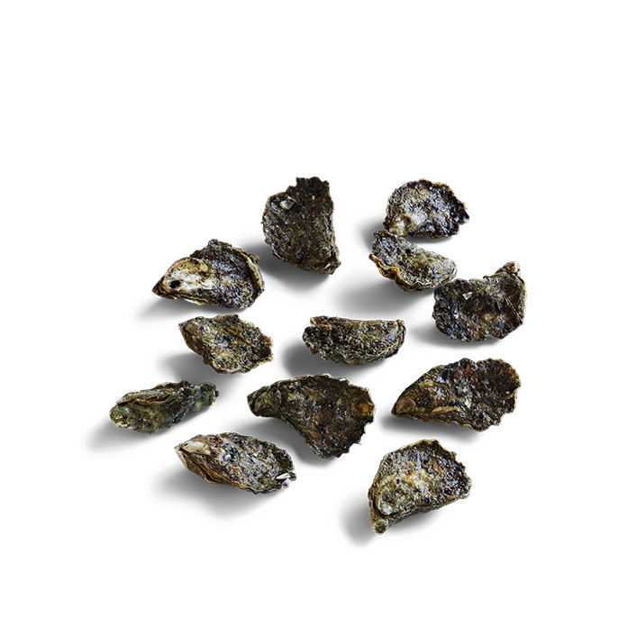 Sydney Rock Oysters Live - Closed (1 dozen) product image